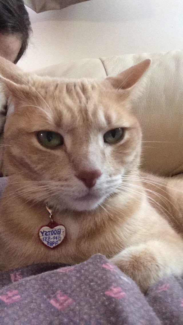 Bootsy cat photo