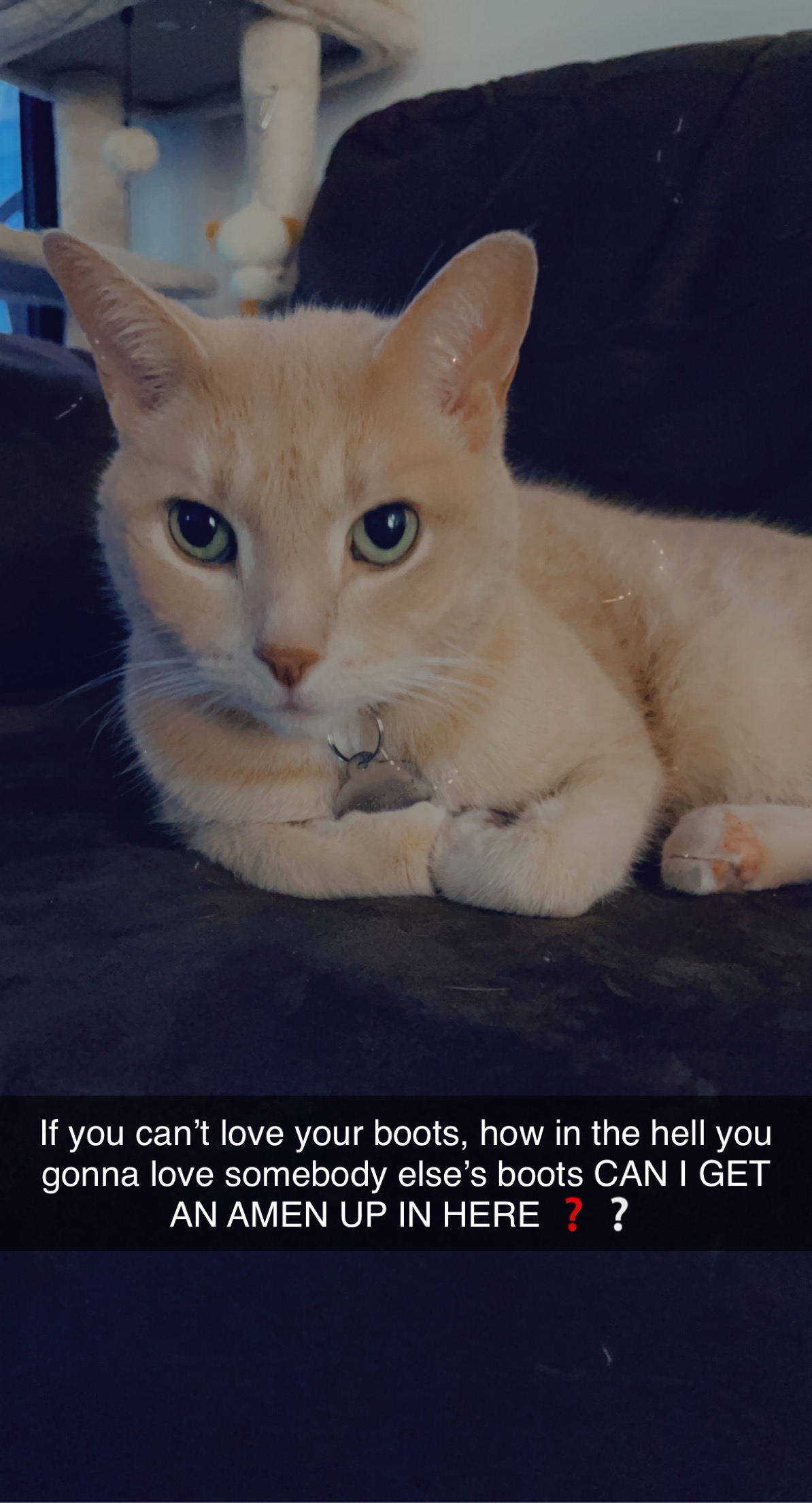 Bootsy cat photo